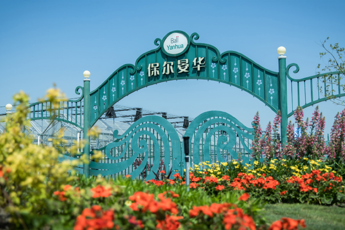 保尔晏华首届绣球节活动