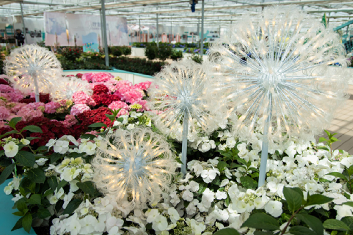 保尔晏华首届绣球节活动 - 图片 4