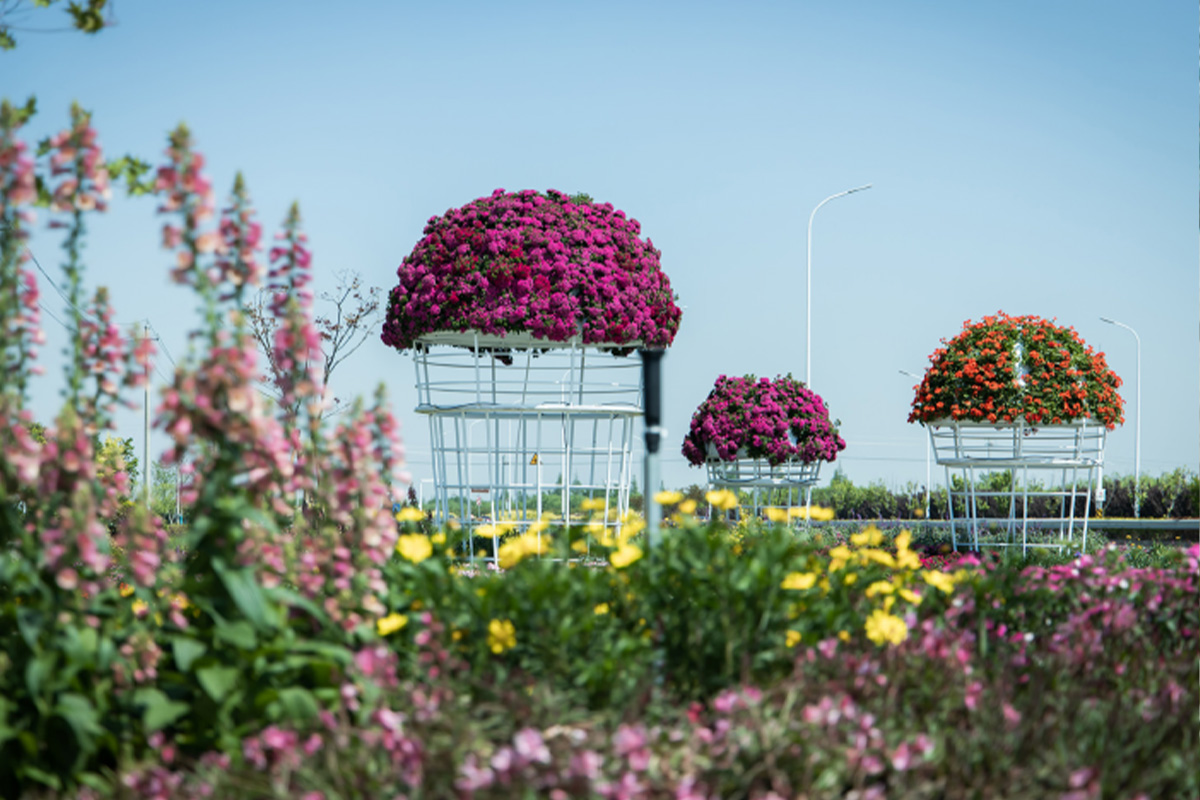 保尔晏华首届绣球节活动 - 图片 5